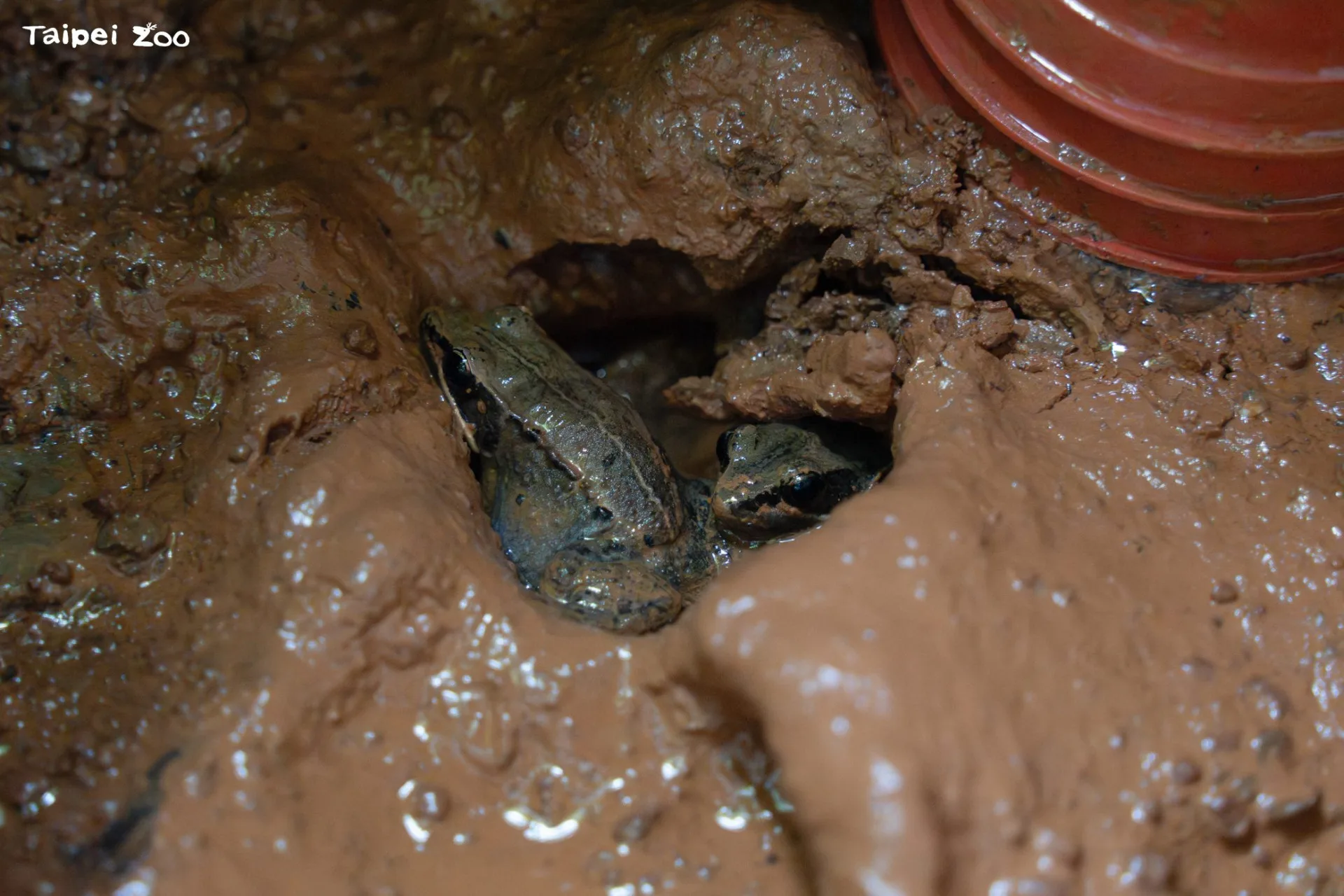 目前移地照養的魚池琴蛙卵和蝌蚪孵化率仍有挑戰，但在專屬技術及產房的照顧下，其配對產卵意願高。台北市立動物園提供