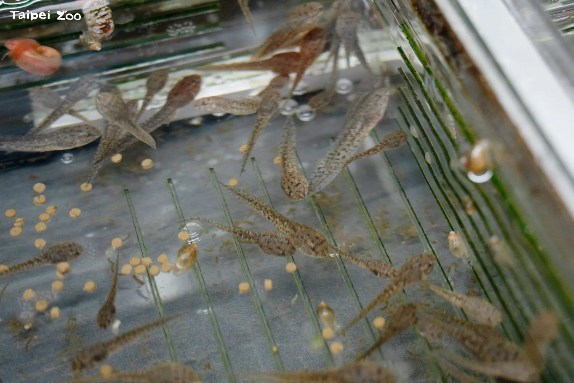 北市立動物園參與林保署瀕危動物保育行動計畫，與生物多樣性研究所合作執行移地復育，將野外乾涸棲地的蝌蚪帶回園內照養。台北市立動物園提供