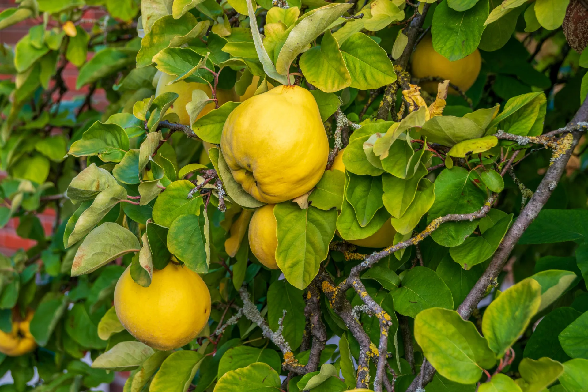 榅桲果。翻攝自維基百科