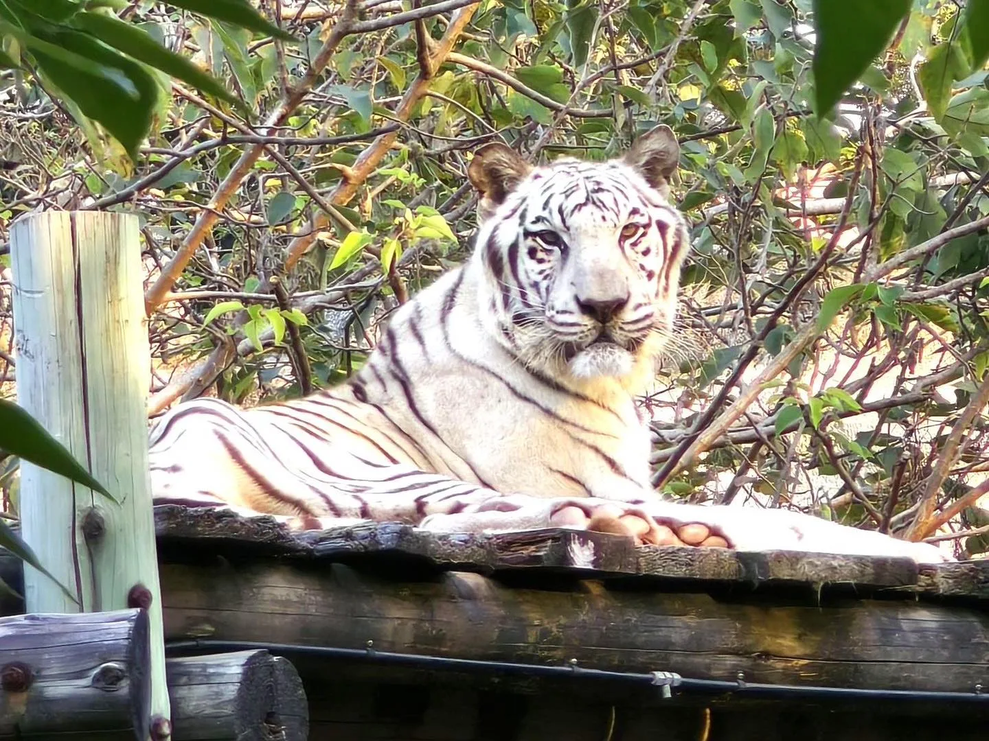 深受大家喜愛的白老虎「昭海」今年2月離世。翻攝自壽山動物園FB