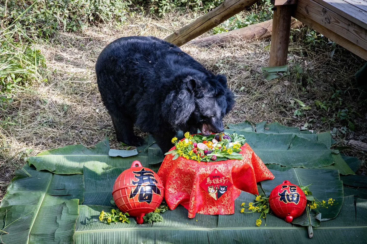 黑熊奶奶「瑪莉」曾於今年過年享用一個人的圍爐。翻攝自壽山動物園FB