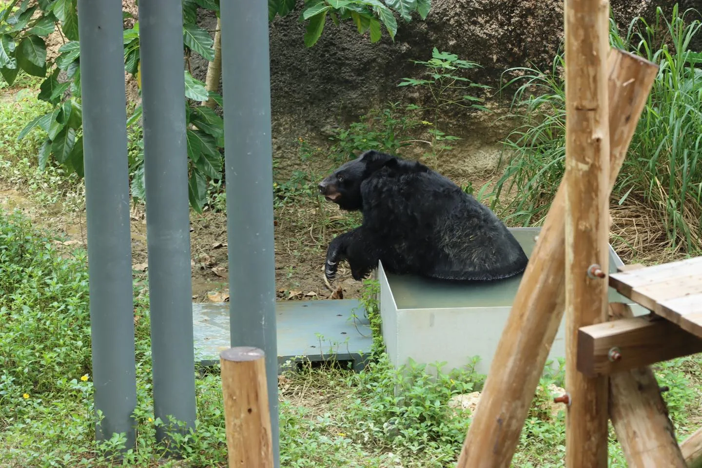 壽山動物園最資深的黑熊奶奶「瑪莉」昨在睡夢中安詳離世。翻攝自壽山動物園FB