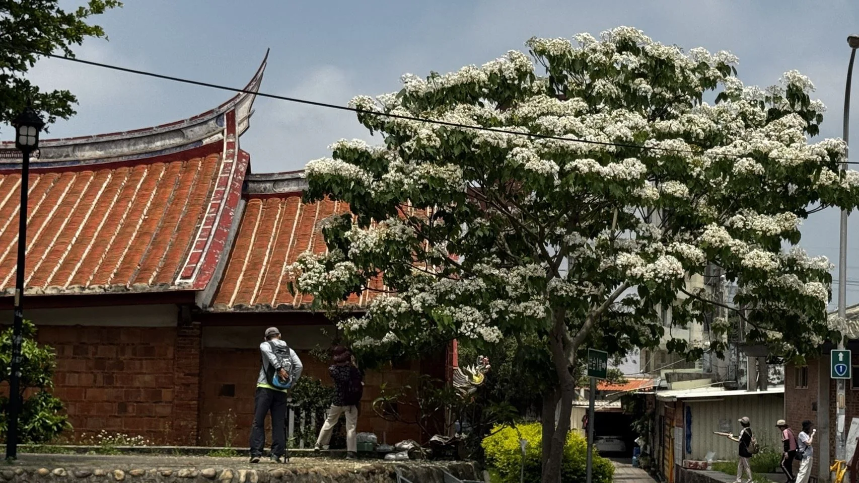 湖口老街三元宮桐花盛開。竹縣府提供