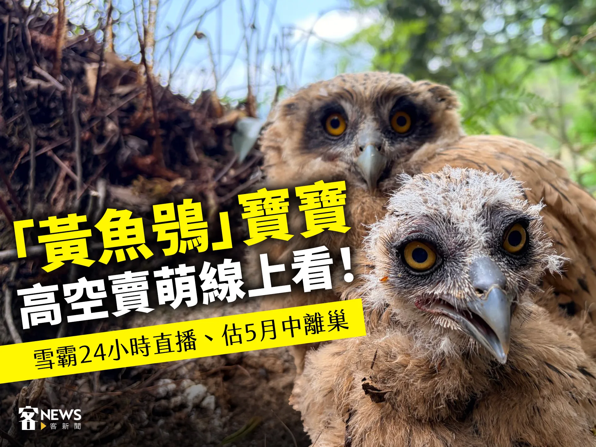 「黃魚鴞」寶寶高空賣萌線上看！雪霸24小時直播　估5月中離巢