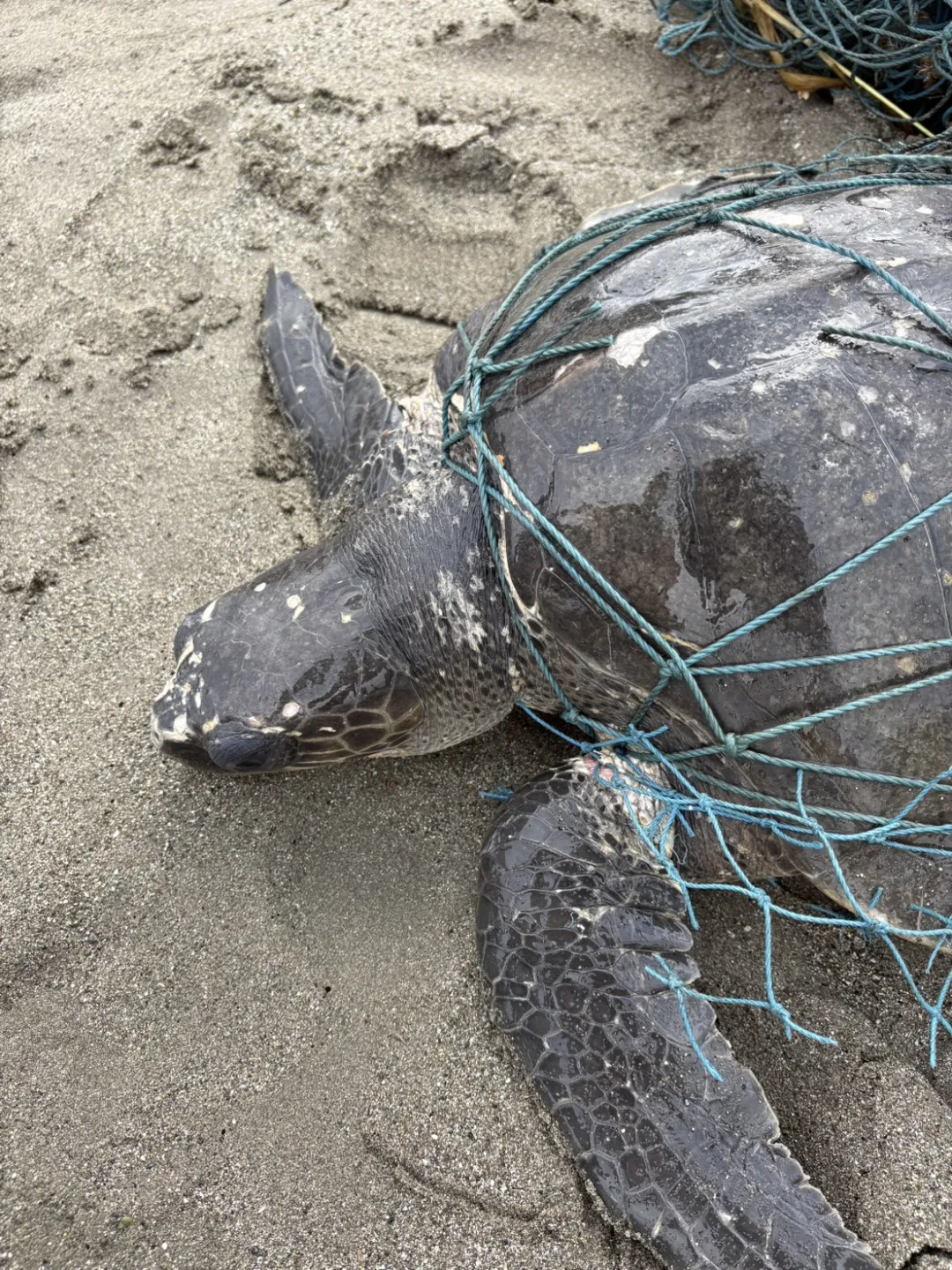 台東杉原灣海岸巡邏員昨（28）天下午救援一隻遭漁網纏困的欖蠵龜。台東縣政府提供
