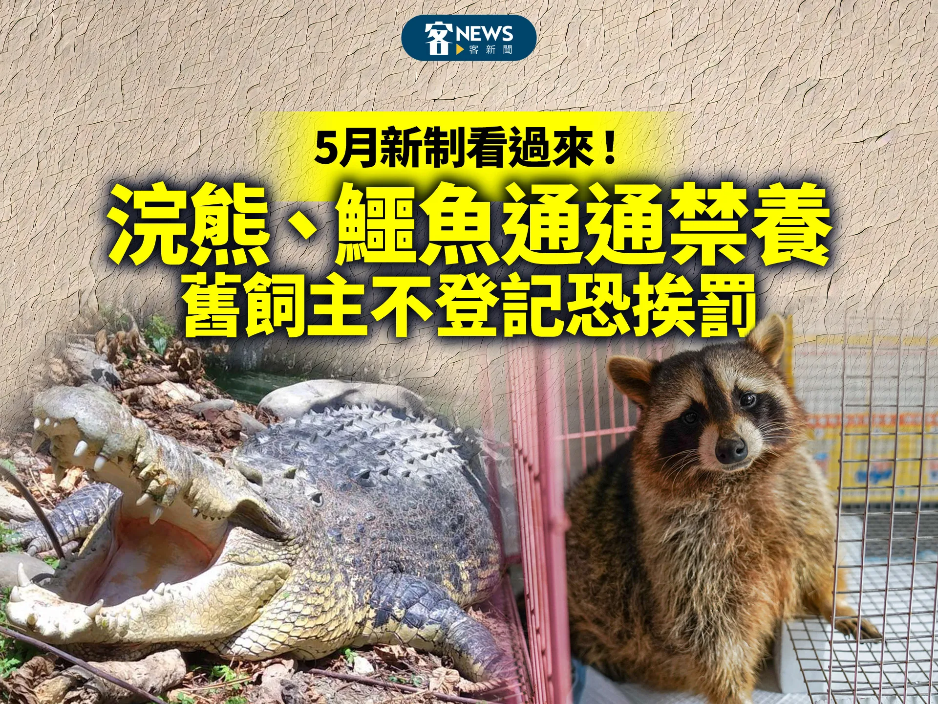 5月新制看過來！浣熊、鱷魚通通禁養　舊飼主不登記恐挨罰