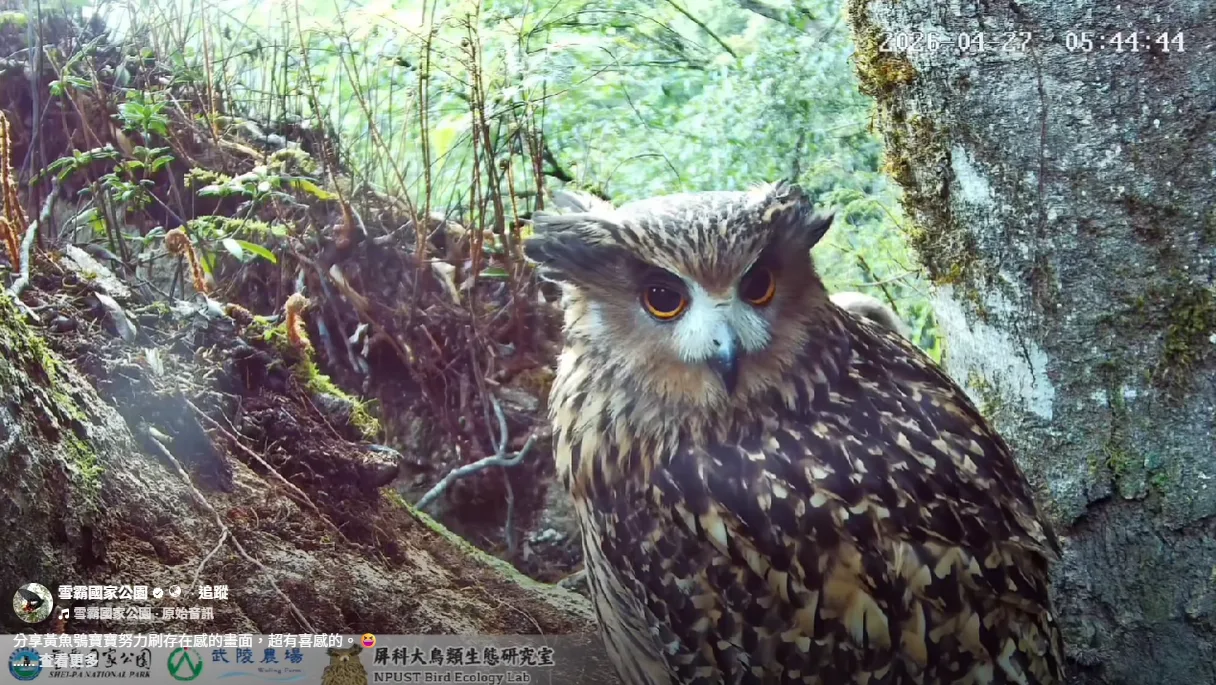 雪霸公園管理處推出「武陵黃魚鴞育雛」24小時直播，邀全民見證生命奇蹟。截圖自雪霸國家公園FB粉絲專頁