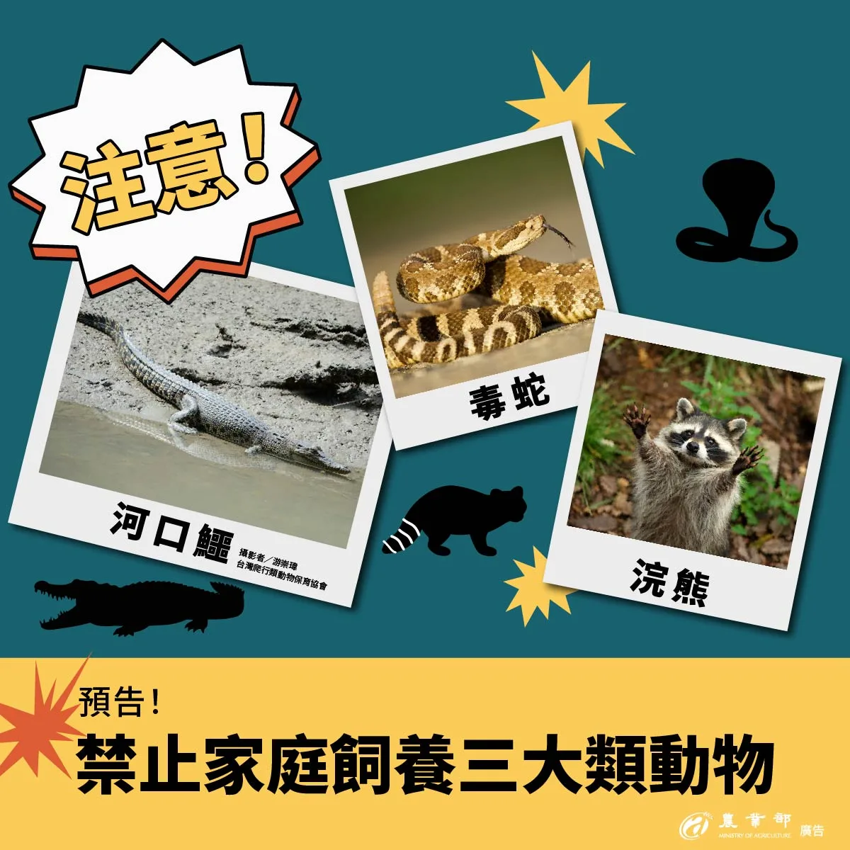 農業部公告自5月1日起禁養浣熊、河口鱷、蝮蛇科等高度危險動物。農業部提供