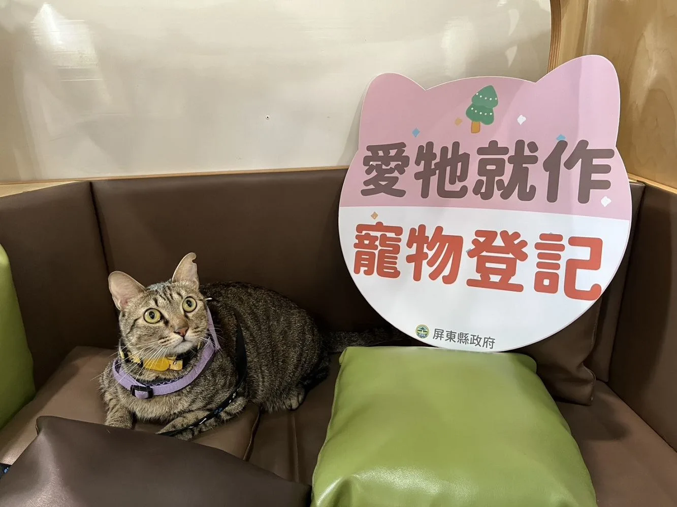 屏東家貓登記絕育送500元禮券　5/1開跑