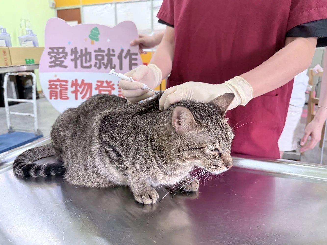 屏東縣家貓登記絕育送500元禮券，5月1日起開跑。屏東縣政府提供