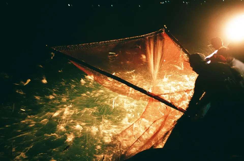 「嘿落拉！蹦！」漁民一聲吆喝，火光劃破夜色、映照海面，數以千計的青鱗魚躍出水面，形成震撼人心的奇景。北海岸及觀音山國家風景區管理處提供