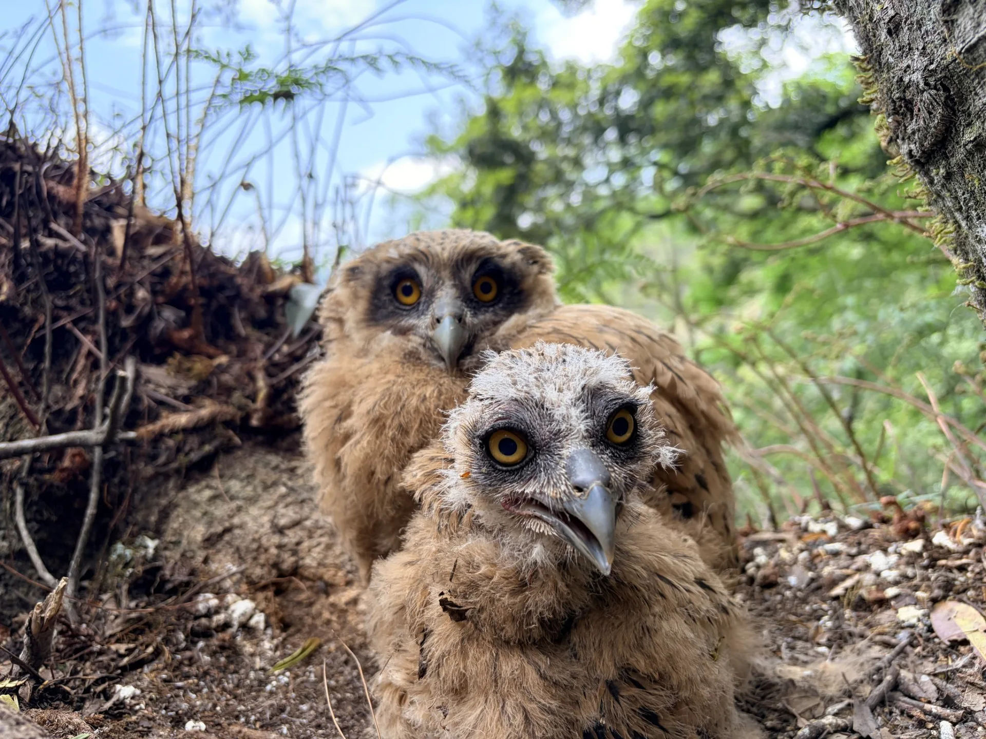 棲息於武陵七家灣溪老烏心樹的黃魚鴞幼雛。截圖自雪霸國家公園管理處FB粉絲專頁
