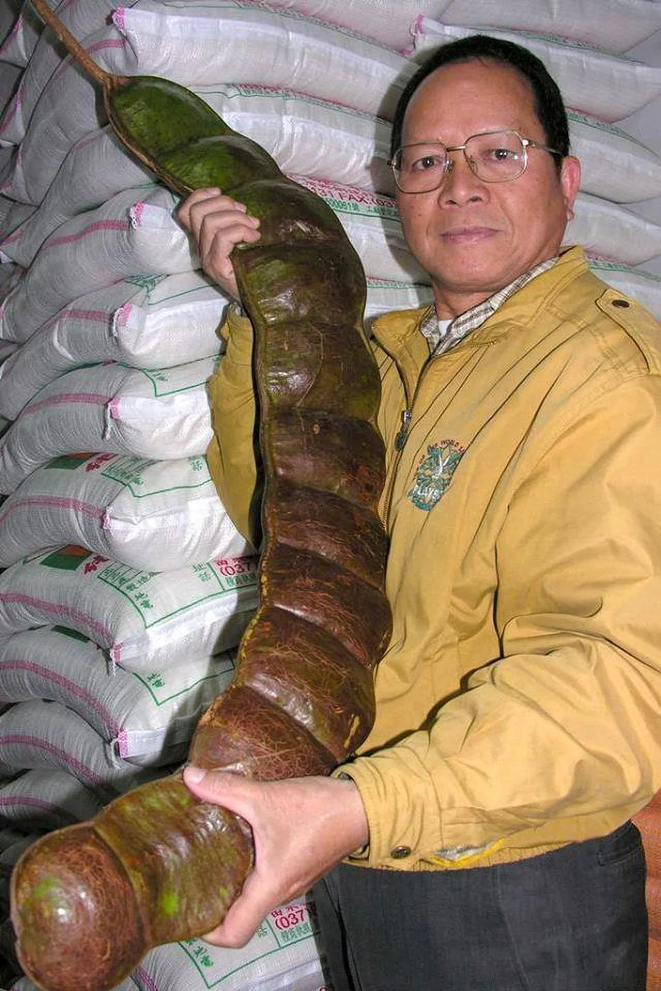 文史工作者吳慶杰在竹苗山區發現的鴨腱藤豆莢之頌大，讓人嘖嘖稱奇。陳權欣攝