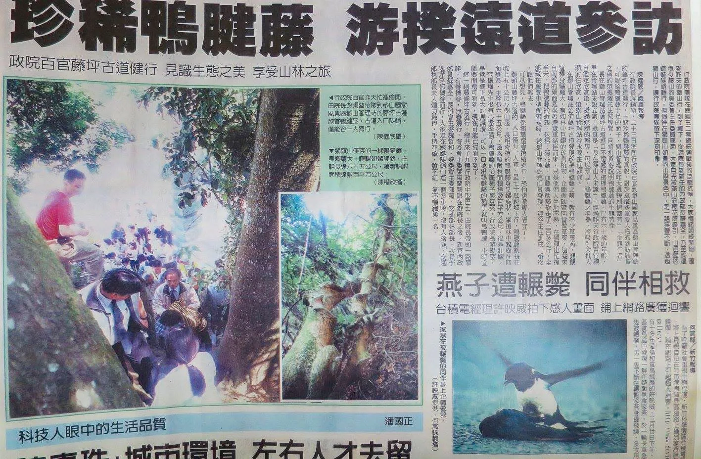 當年游鍚堃當行政院長，還親自帶隊前往獅頭山，觀賞這棵巨大的鴨腱藤見報。陳權欣攝