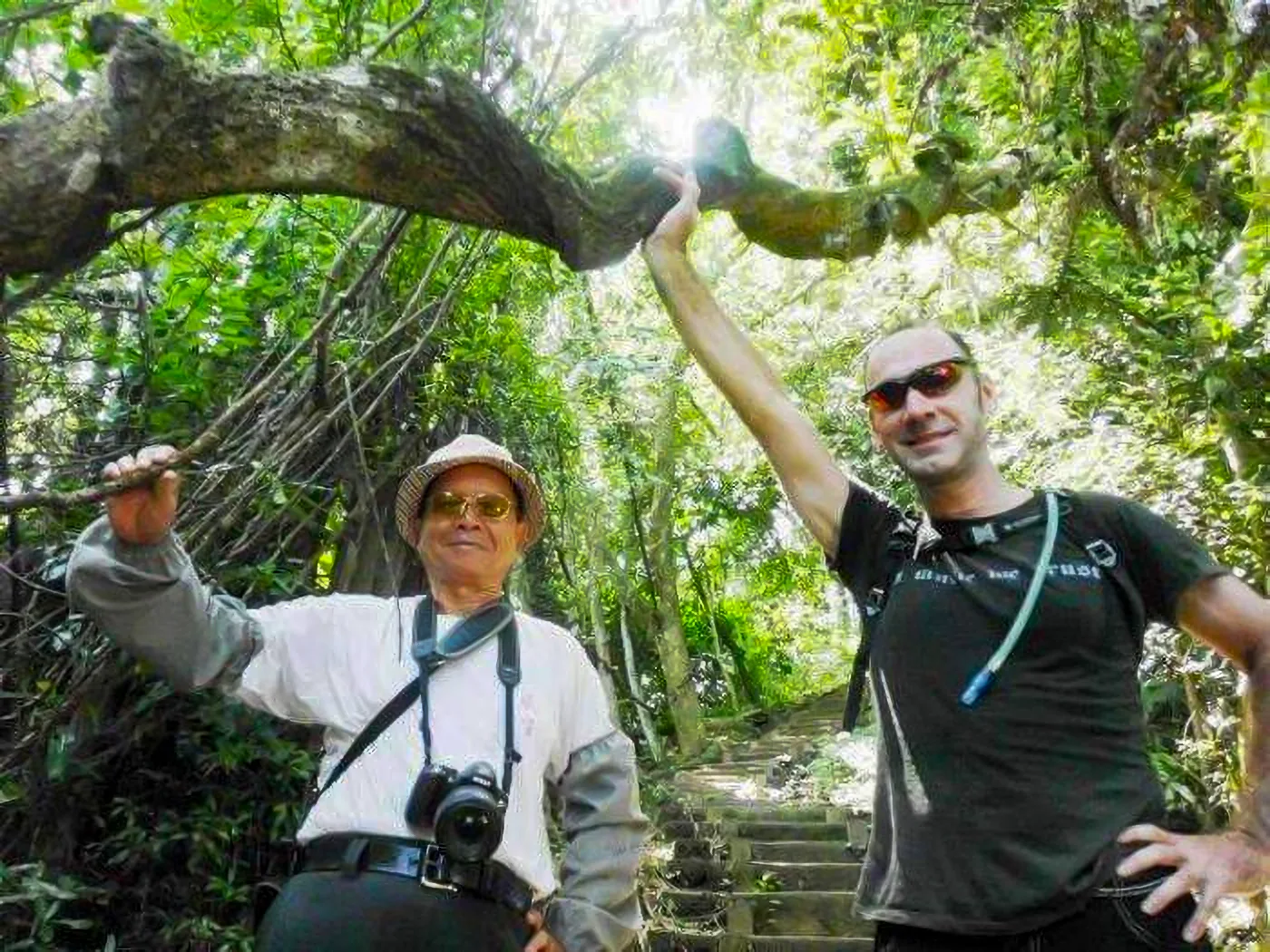 獅頭山藤坪古道入口那株盤據六十平方公尺的巨藤，已成為難得的生態見證，連外國人也慕名前往觀賞。陳權欣攝