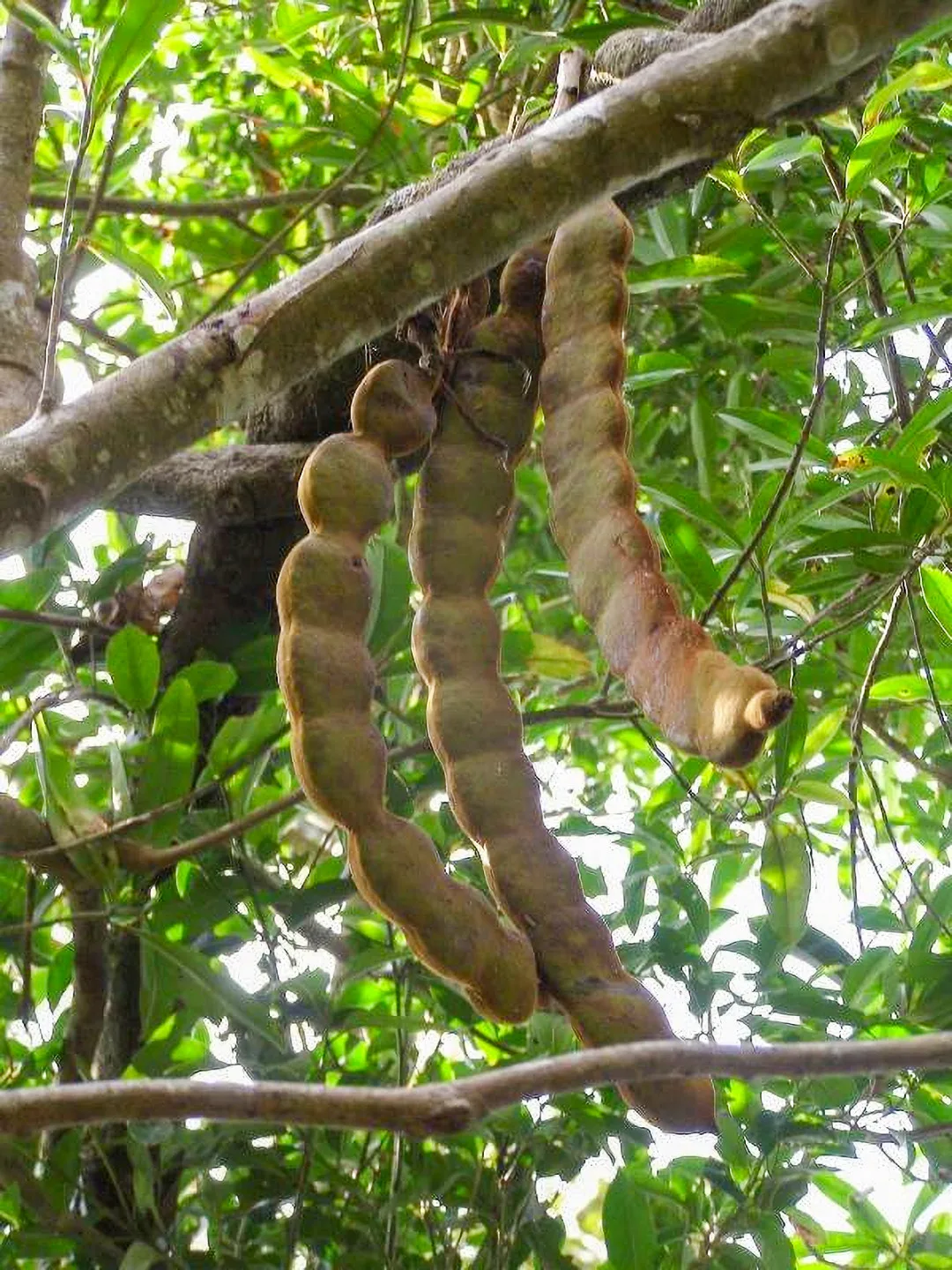長在血藤上的豆莢。陳權欣攝