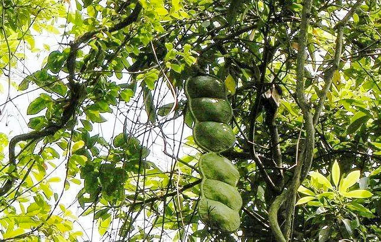 長在鴨腱藤上的豆莢。陳權欣攝