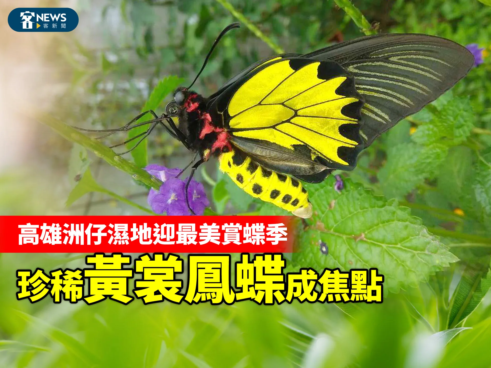 高雄洲仔濕地迎最美賞蝶季　珍稀「黃裳鳳蝶」成焦點