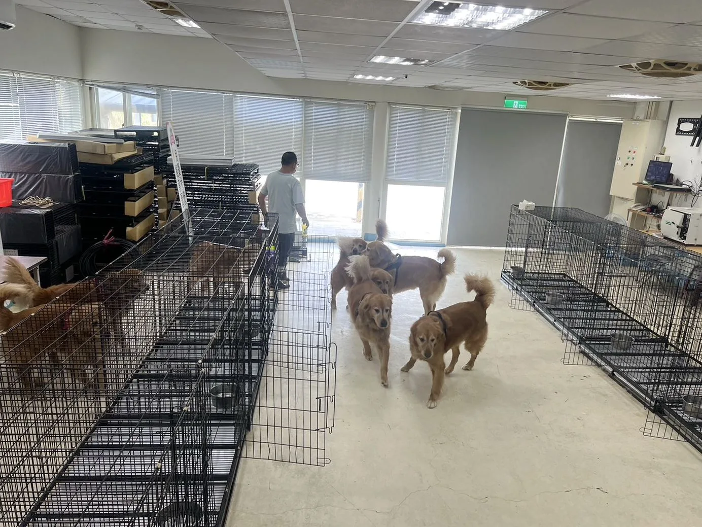 苗栗縣西湖鄉網紅餐廳爆出疑似虐狗風波，動防所依法對案內犬隻採取預防性保護扣留。苗縣府提供