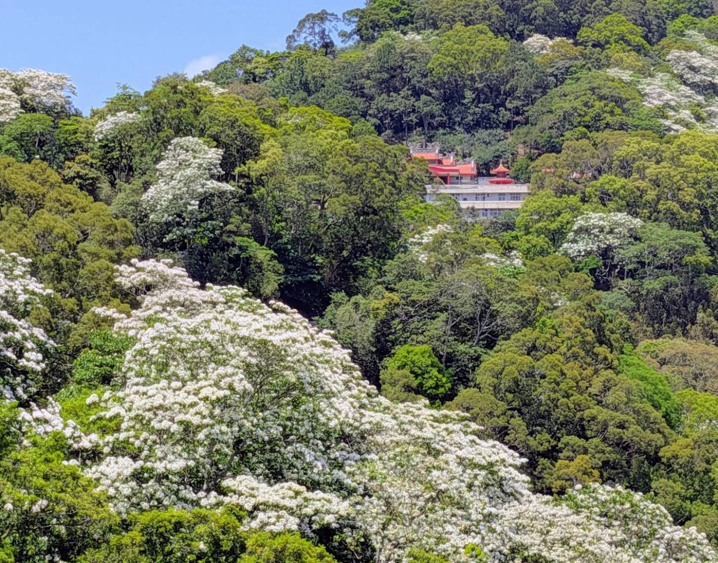 台灣桐花比相思花蕊開得早些，苗栗獅潭協雲宮的紅瓦廟宇，與山下雪白的桐花，紅白輝映。何來美攝