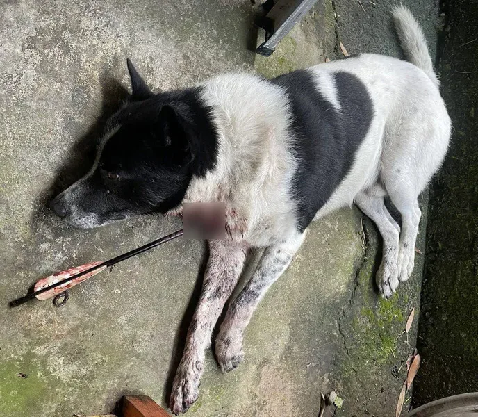 苗栗三義犬隻遭射擊1死1傷　縣府裁罰15萬並送辦