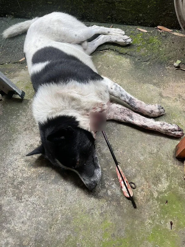 苗栗縣三義鄉鯉魚村7日發生浪犬遭弓箭射傷事件，受害犬隻胸口被1支弓箭射穿倒地，傷勢嚴重，送醫情況不樂觀。（民眾提供）中央社