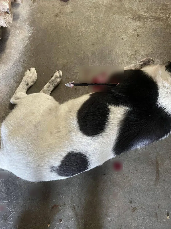 苗栗縣三義鄉鯉魚村7日發生浪犬遭弓箭射傷事件，受害犬隻胸口被1支弓箭射穿倒地，傷勢嚴重，送醫情況不樂觀。（民眾提供）中央社
