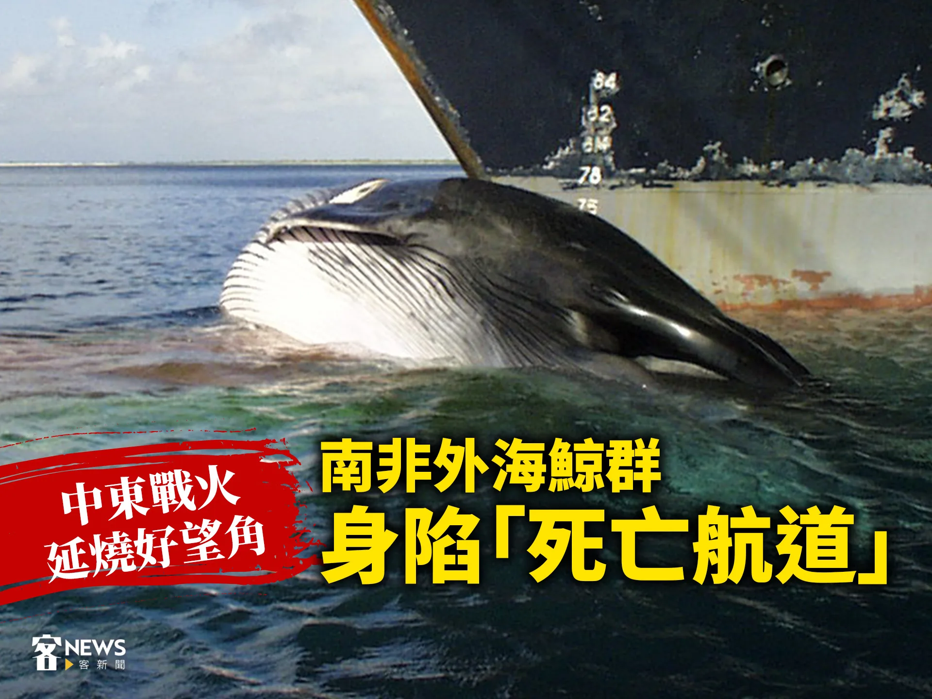 中東戰火延燒好望角　南非外海鯨群身陷「死亡航道」