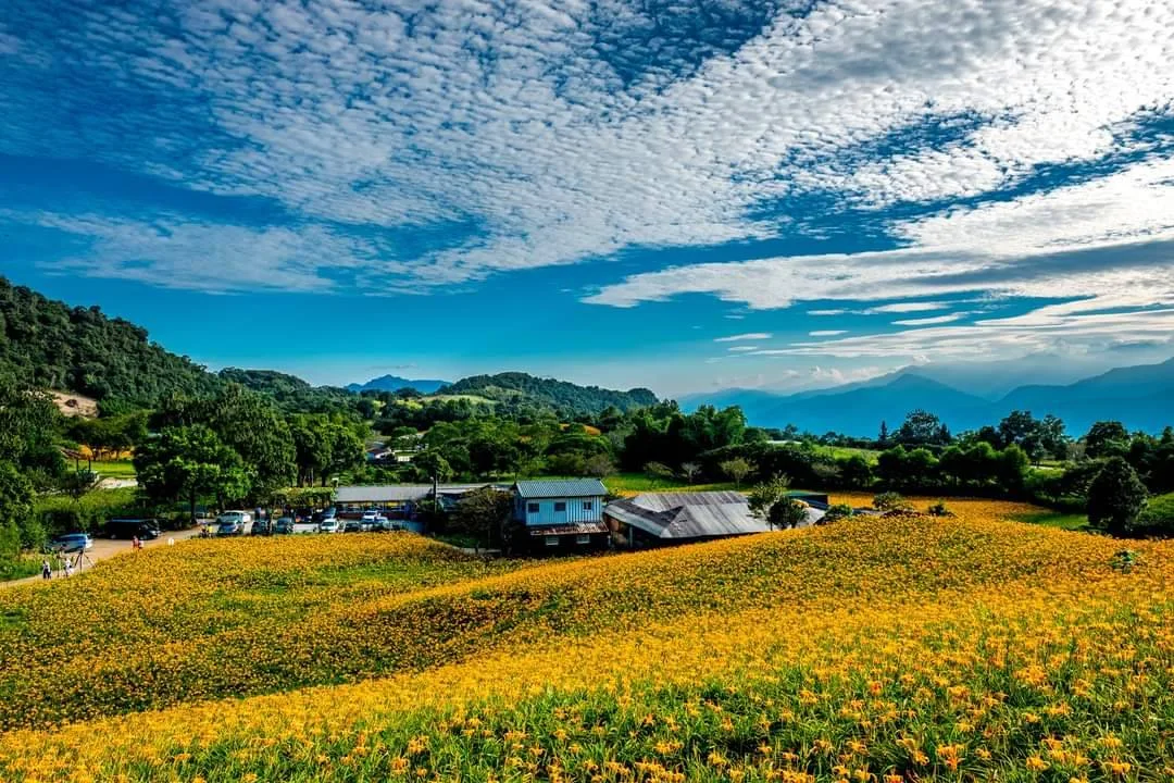 金黃花開赤科山、六十石山　花蓮金針花季8/8浪漫登場