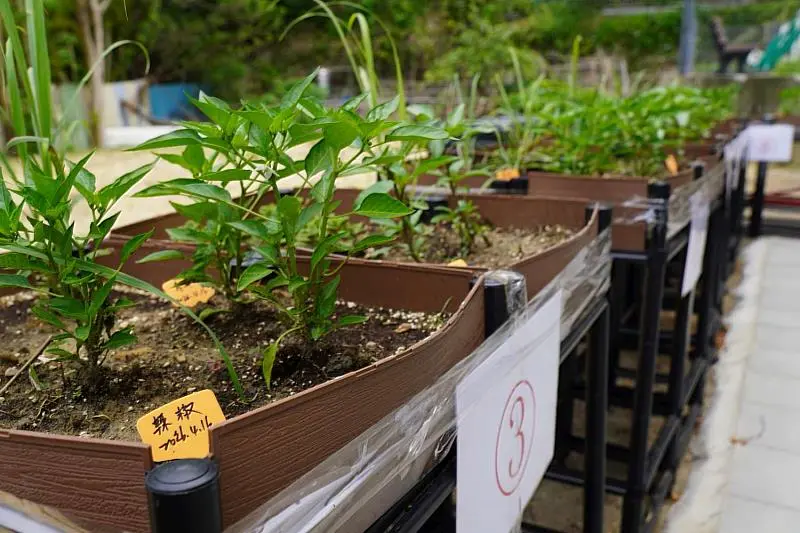 客雅里社期望栽種兼具景觀與食用價值的植栽。新竹市政府提供
